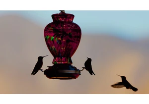 A Wildlife Expert Helped Me Find the Best Spot for My Bird Feeder. Here's What I Learned