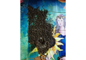 An Indoor Beehive in My Bedroom Wall