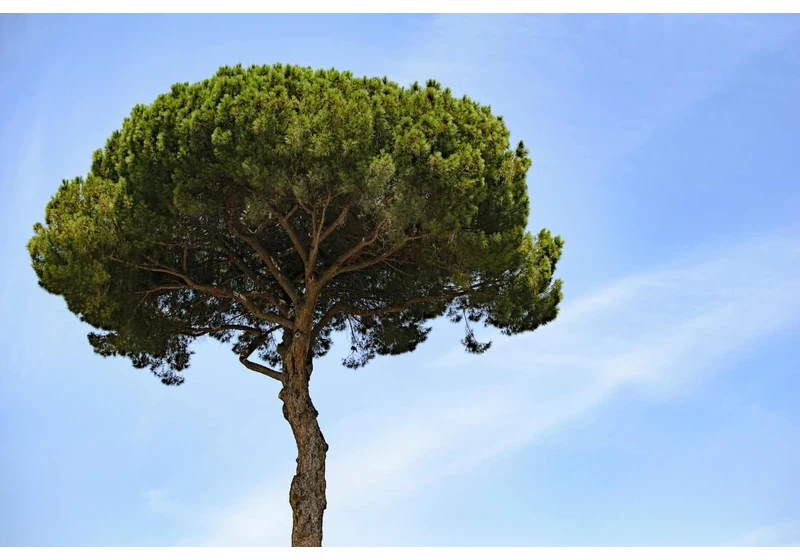 Flutter's Trees