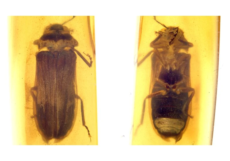 Stunning fossil trapped in amber reveals previously unknown species