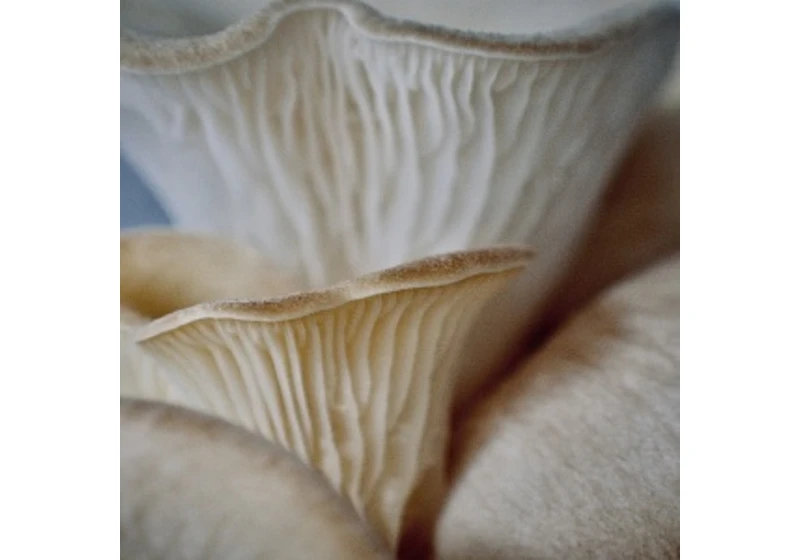 Také jíte masožravého traviče Pleurotus ostreatus?