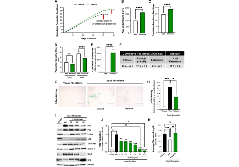 Psilocybin treatment extends cellular lifespan, improves survival of aged mice