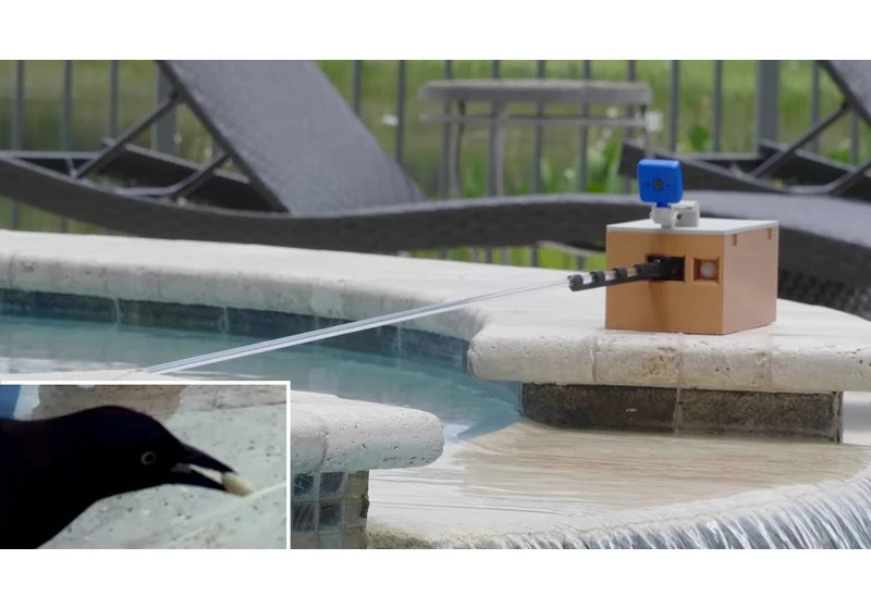 Raspberry Pi Shoos Away Birds Without Hurting Them