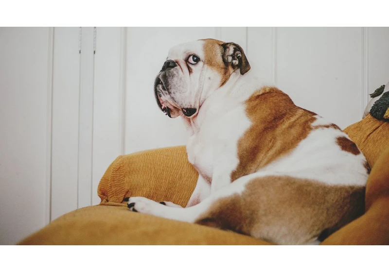Levoit’s new pet-parent air purifier will switch on the fans when it senses your dog is being stinky