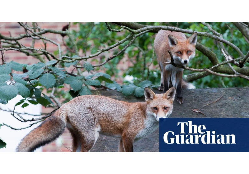 Google battling 'fox infestation' on roof of £1B London office
