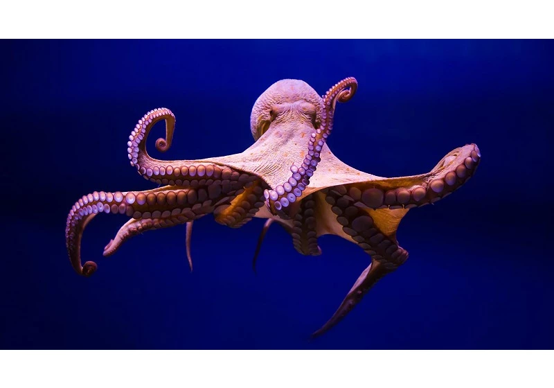 "She's Bouncing the Ball " on the Uncanny Way Octopuses Play