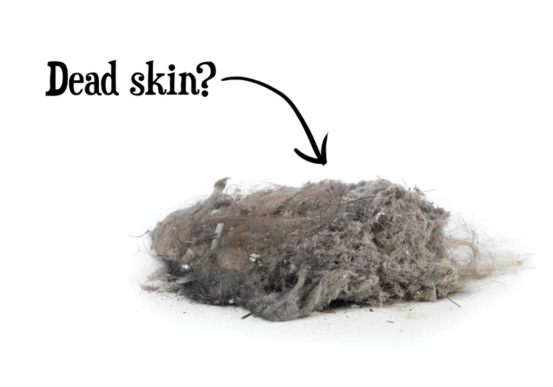 Is Dust Mostly Dead Skin?