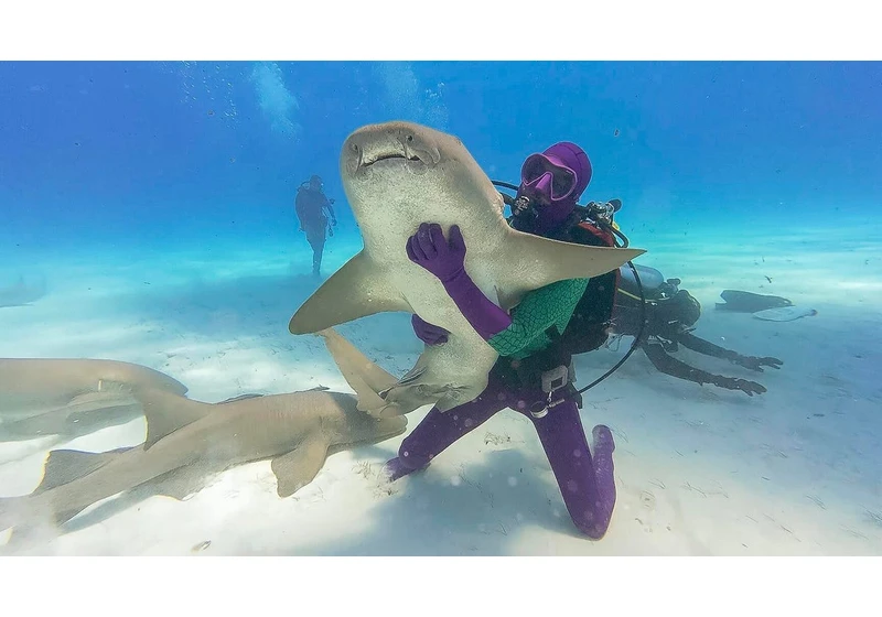 Shark Week 2025: How to Watch and Stream the Toothy Programming Event