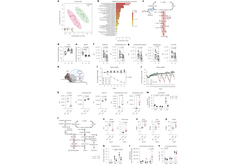 Cysteine depletion triggers adipose tissue thermogenesis and weight loss