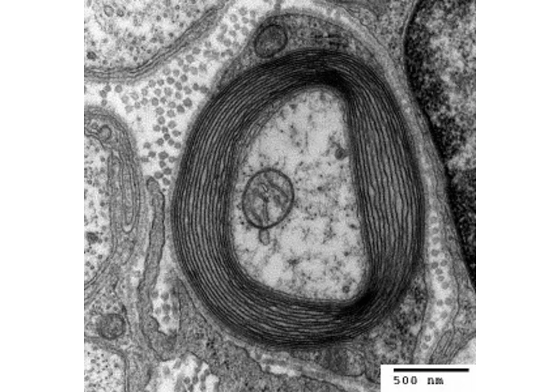 Myelin – dar od přítele "retrovira"