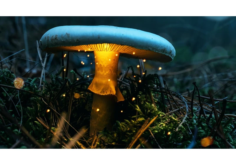 Why Will This 'Magic' Mushroom Save the Human Race?