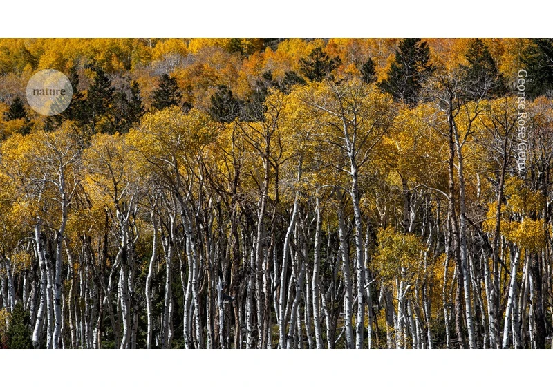 World’s oldest tree? Genetic analysis traces evolution of iconic Pando forest