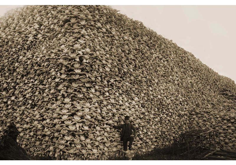 Haunting photos of the bison extermination in 19th century America