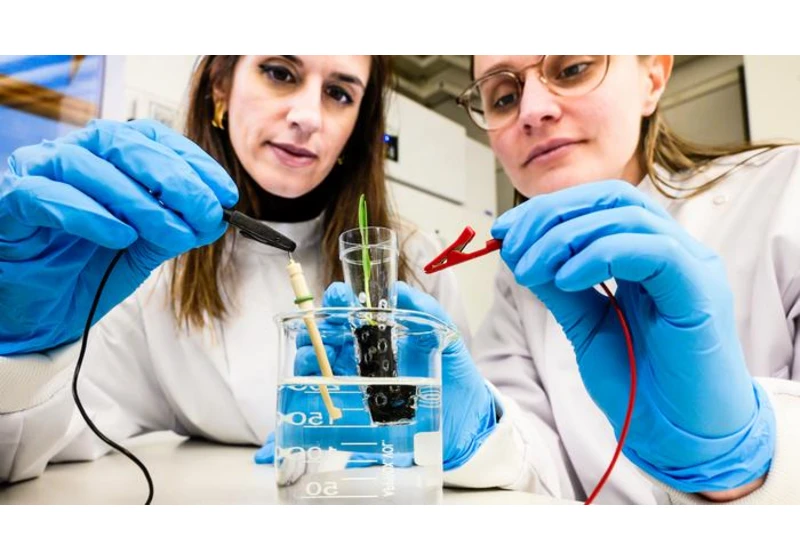 Swedish Researchers develop ‘electronic soil’ that speeds up plant growth