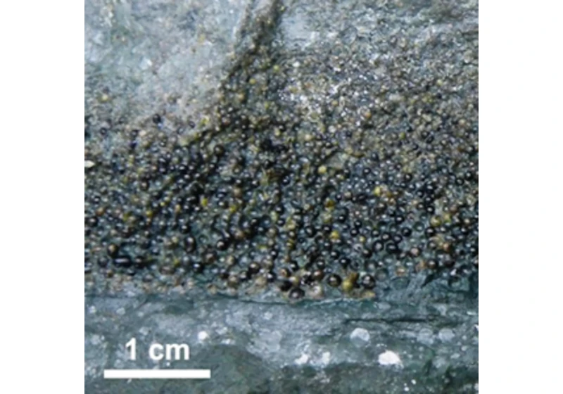 Chicxulubský meteorit na konci křídy vyvolal megatsunami a megazemětřesení