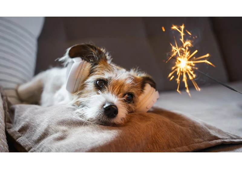 6 Devices and Tips if Your Pet Is Afraid of Fireworks This Fourth of July