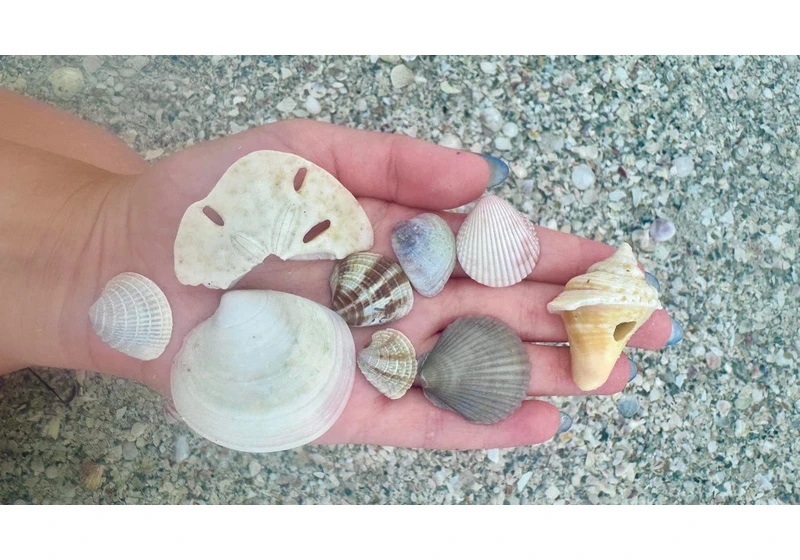 How Google Lens Helps Me Explore My Latest Obsession Hobby