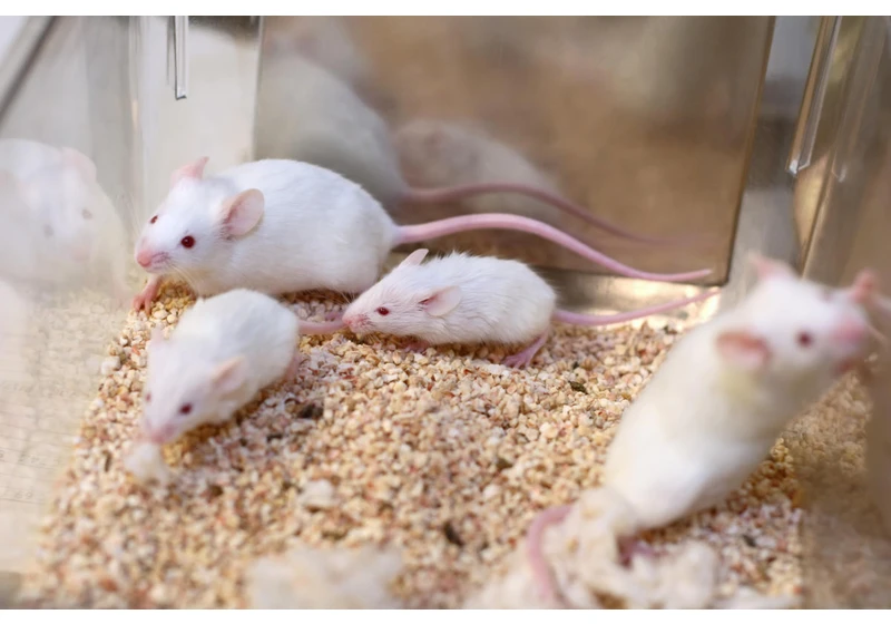 The EPA scraps plan that would have had it ban mammal testing in favor of computer models
