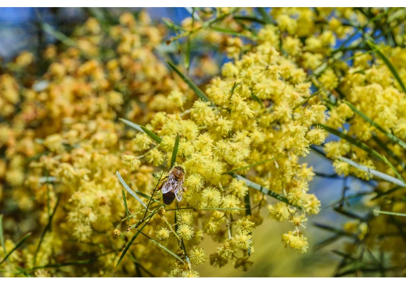 Meta's plan for nuclear datacenter reportedly undone by bees