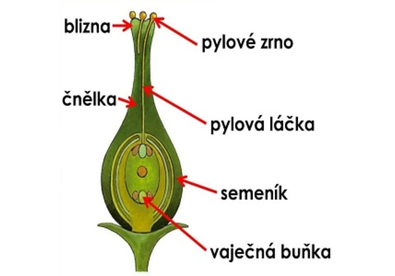 Jak trávy vzdorují inbreedingu