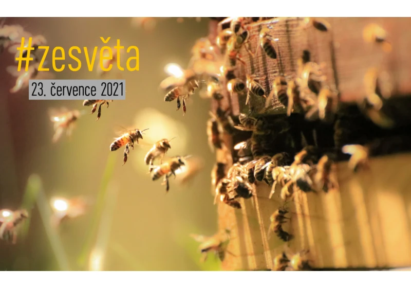 #zesvěta: Europol brání české včely