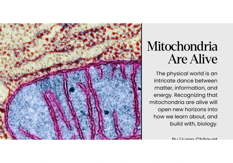 Mitochondria Are Alive
