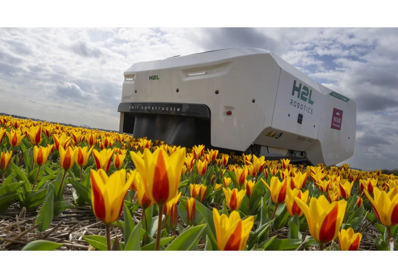 An AI robot is destroying sick tulips in Dutch bulb fields