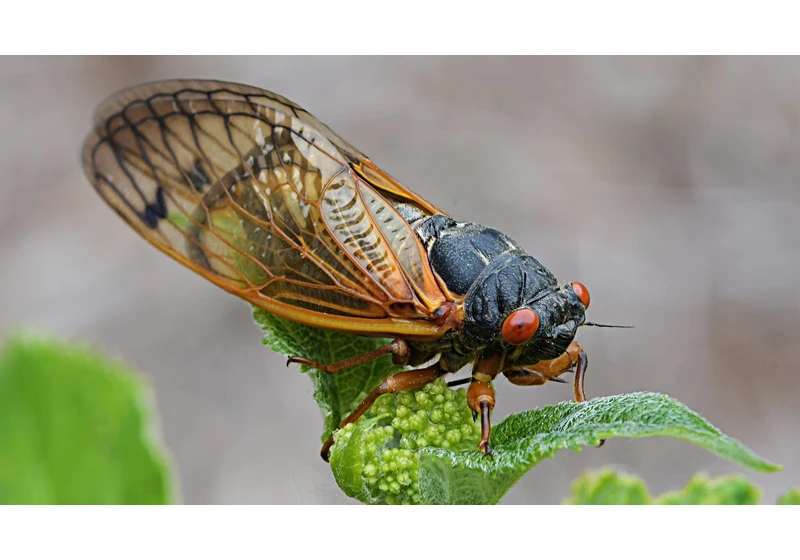 I'm Dreading Cicada Season. The Latest Swarm Will Invade These States
