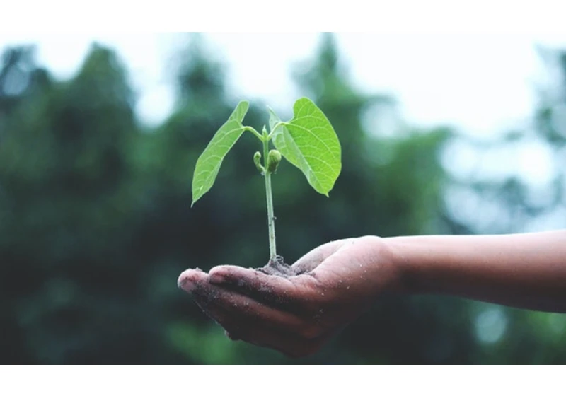 Tackling the climate crisis with carbon credits: European startups paving the way