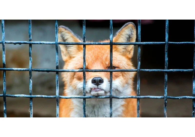 Firefox is fine. The people running it are not