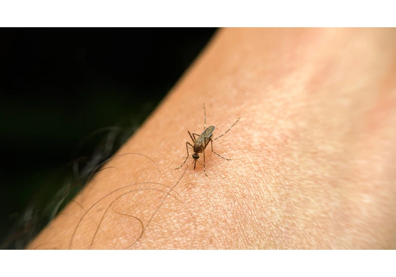 The Real Reason Mosquitoes Can't Resist You