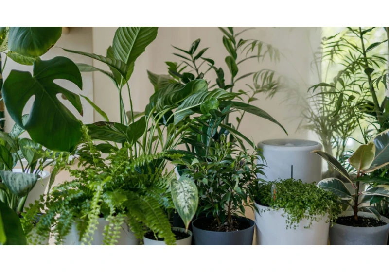 I Was Skeptical, But These Plants Really Do Make My Home Feel Cooler