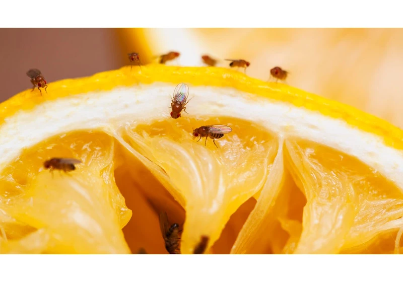 Get Rid of Fruit Flies Fast, With the Trick Experts Swear By