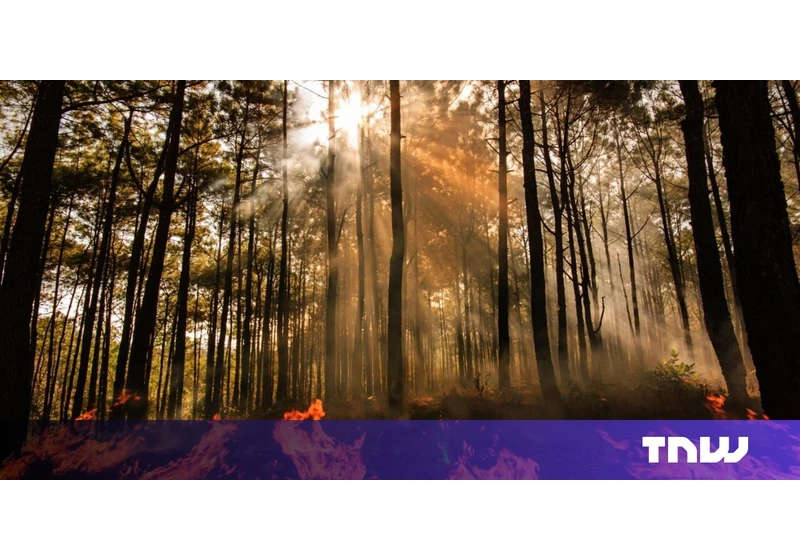 AI sensors in the forest can smell a wildfire before it spreads