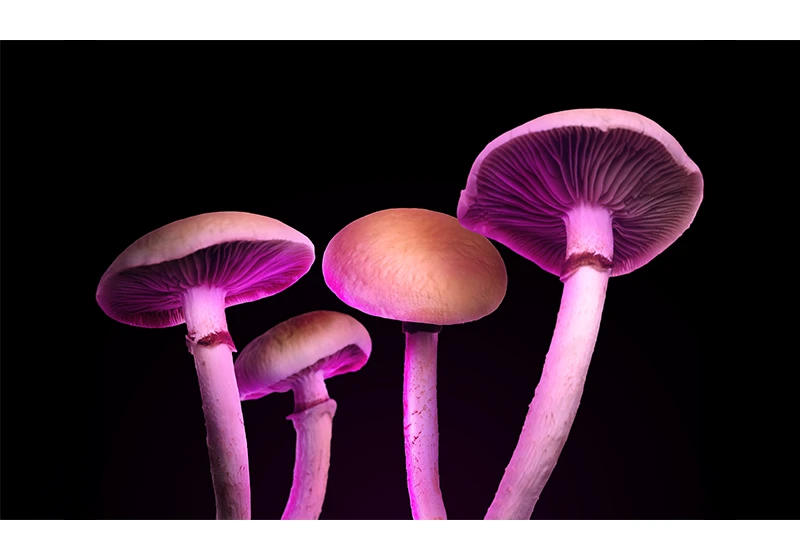 What Happens When Clergy Take Psilocybin