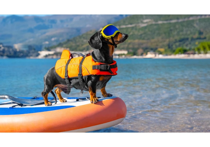 The Heat Can Be Dangerous for Your Pets. Here's What Veterinarians Recommend to Keep Them Safe