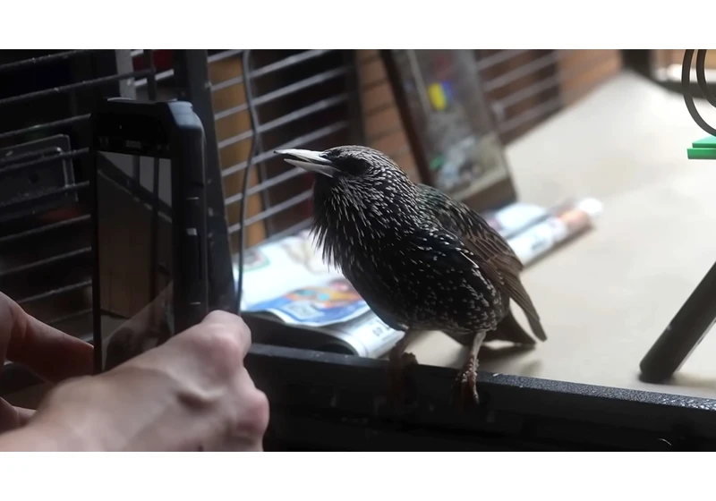  Yes, you can store data on a bird — enthusiast converts PNG to bird-shaped waveform, teaches young starling to recall file at up to 2MB/s 