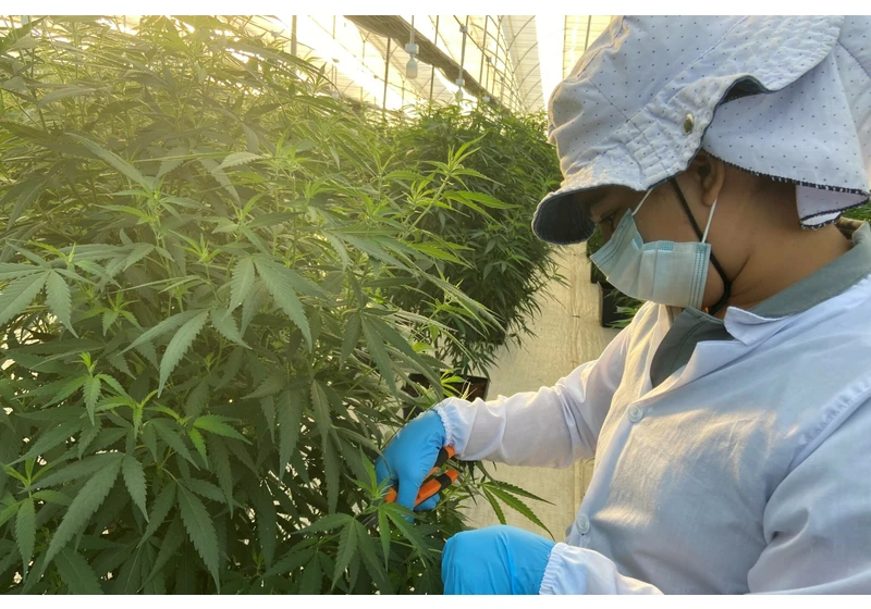 UK-based Avida Global, a medicinal cannabis oils startup, raises €1.2 million via Seedrs equity crowdfunding campaign