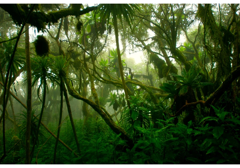 Forests offset warming more than thought: study