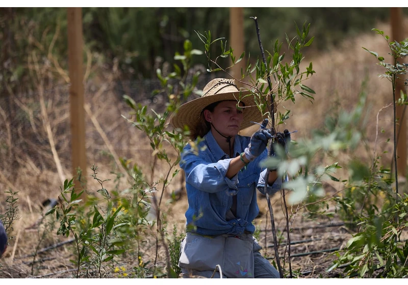 The Japanese method of creating forests comes to Mexico