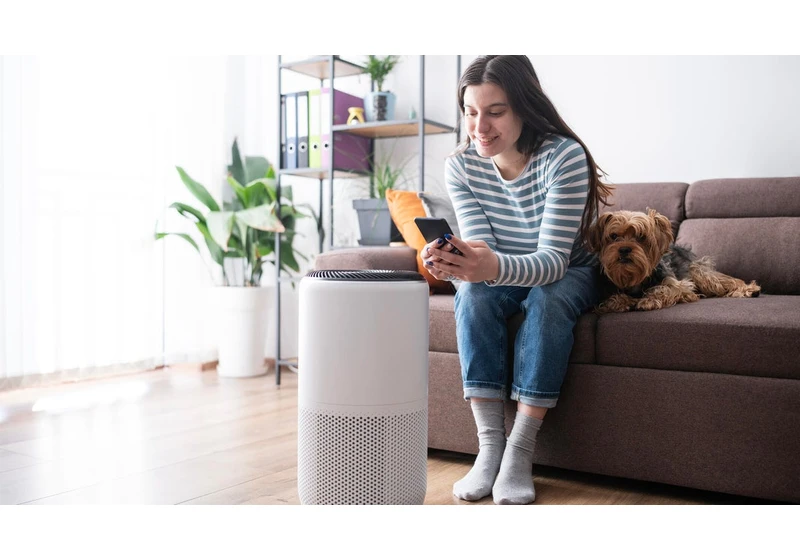 Humidifier vs. Purifier: How to Pick the Right Option for Yourself