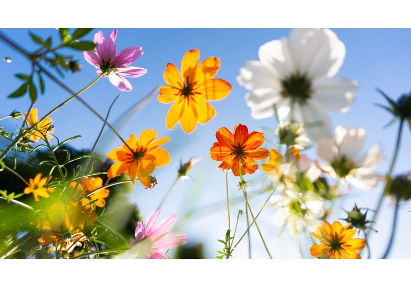 This Summer, Use ChatGPT to Help Plan Your Perfect Garden