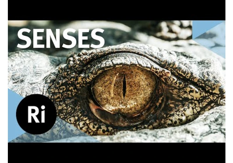 The hidden world of animal senses – with Ed Yong