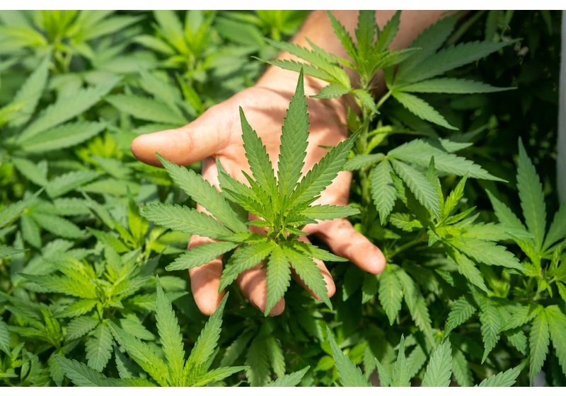 UK’s Grow Group, medical cannabis startup, acquires Spain’s Sanoid, major cannabis producer
