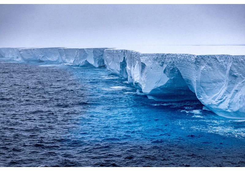We have a surprising underwater ally in combatting climate change: zooplankton