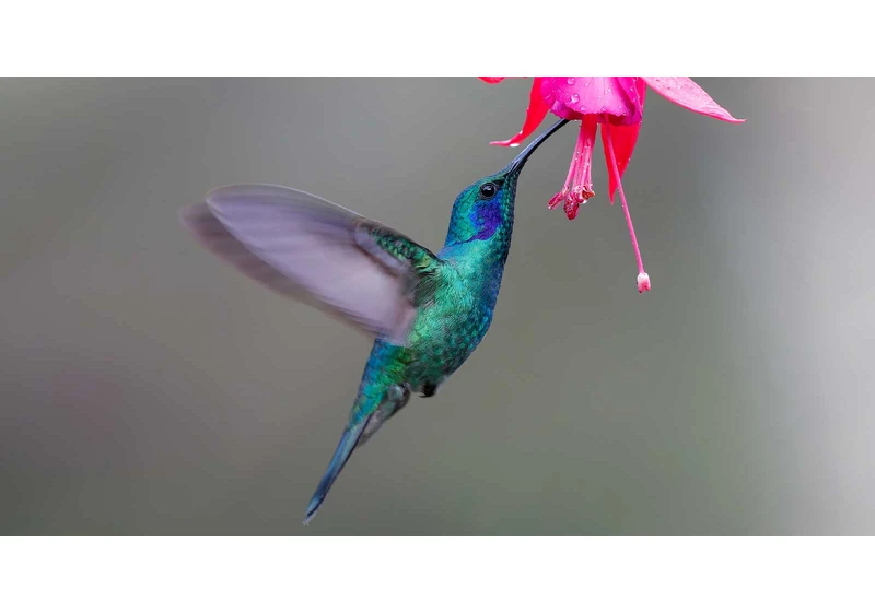 Google’s Hummingbird Update: How It Changed Search via @sejournal, @martinibuster