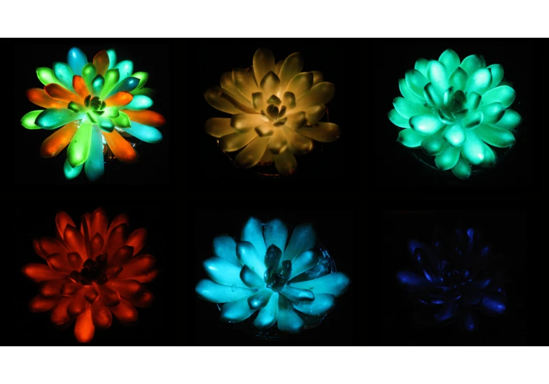 Glow-in-the-dark succulents are here