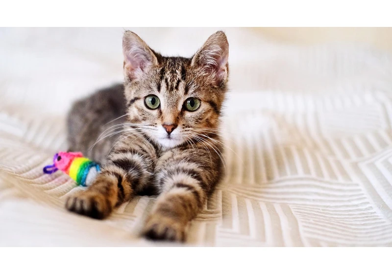 Raw Cat Food Linked to Bird Flu -- A Vet Shares How to Protect Your Pets From the Virus