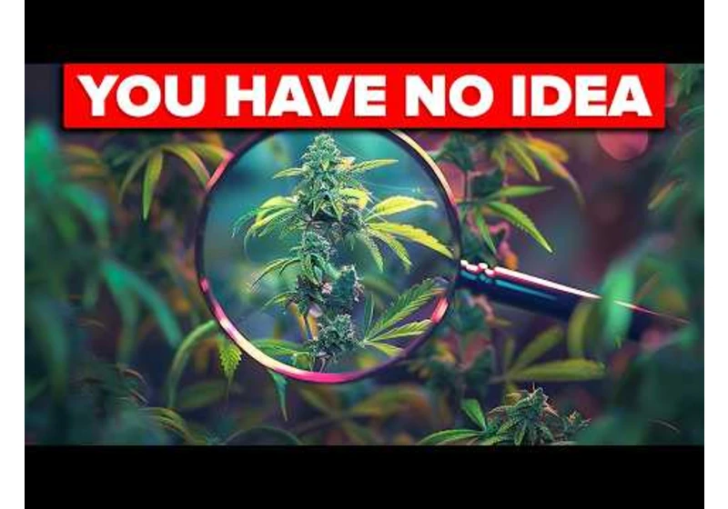 THC vs CBD - Do You Know Your Weed?