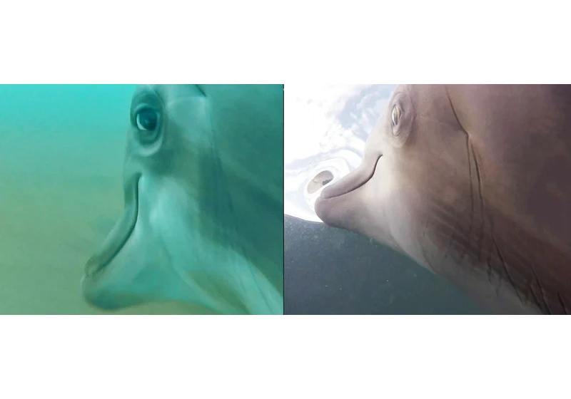 The US Navy Put Cameras on Dolphins and the Results Were Wild
